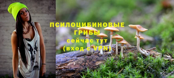 прущие грибы Гатчина